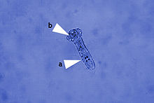 Dactylogyrus. Wikimedia Commons
